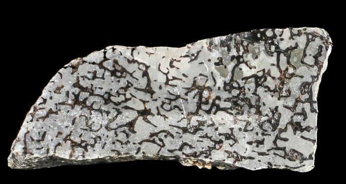 Polished Pliosaur (Liopleurodon) Bone - England #53471